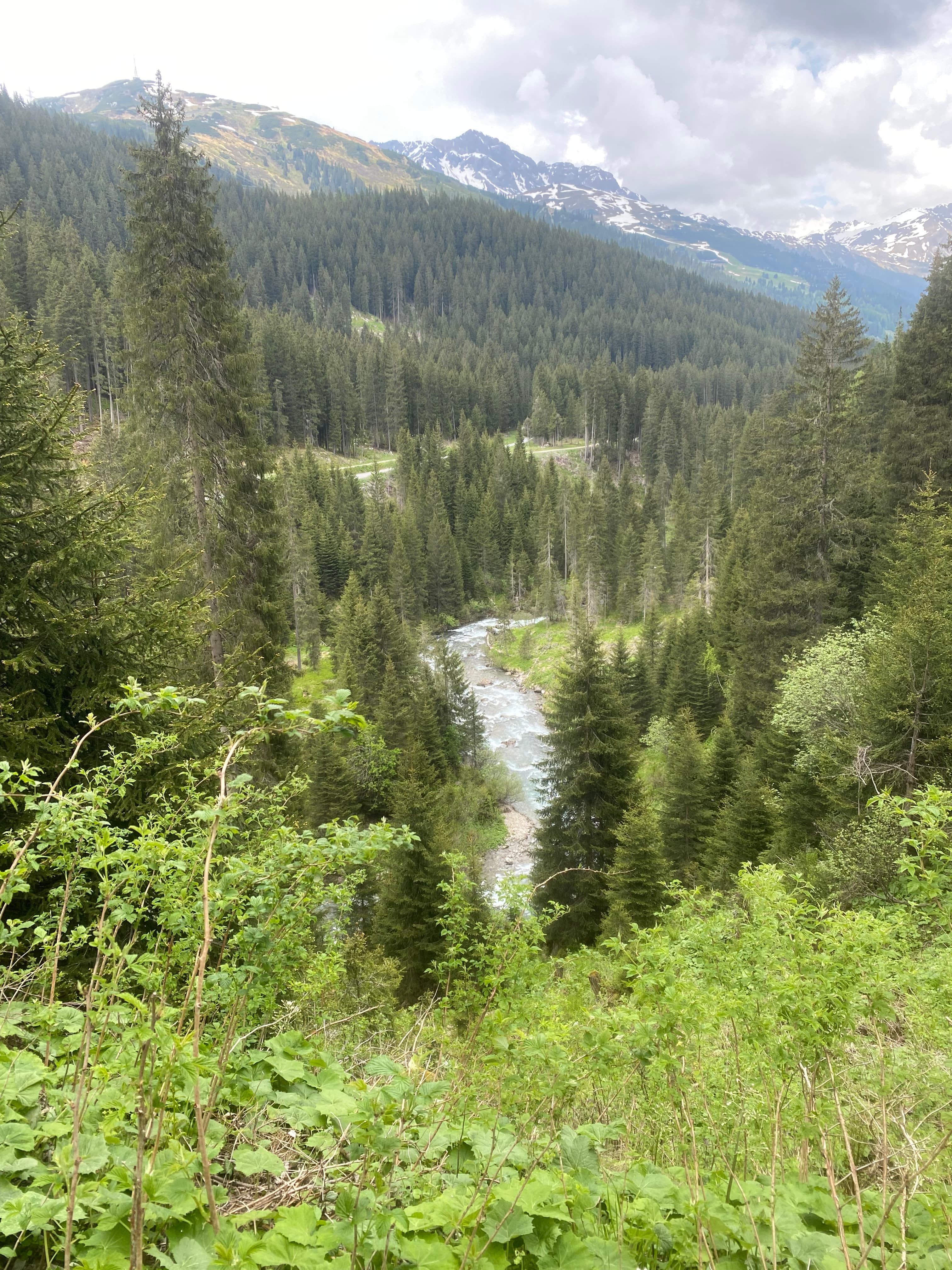 Ein malerischer Blick auf ein üppig grünes Tal mit einem sich windenden Fluss, umgeben von dichten Kiefernwäldern und schneebedeckten Bergen im Hintergrund.